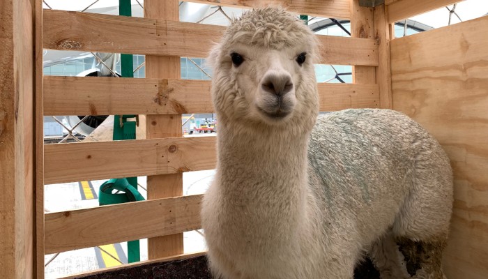 Hong Kong's first alpacas arrive by air - Cathay Pacific Cargo Clan