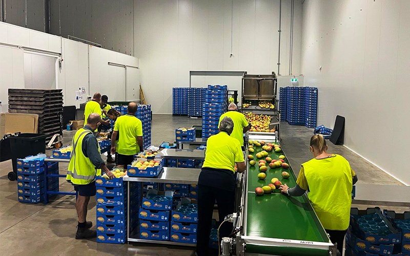 Australian mangoes being processed for shipping